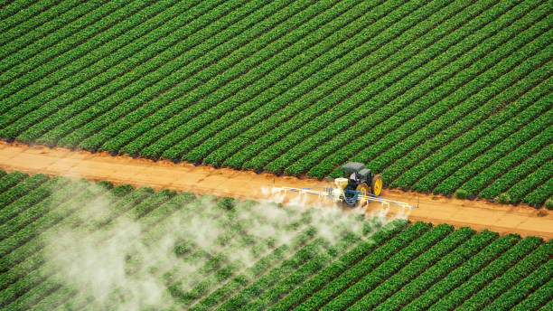 Best Termite Control Services  in Demopolis, AL