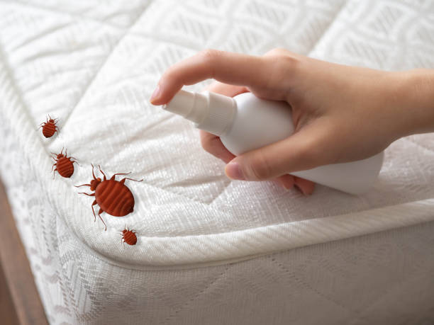 Reliable Demopolis, AL Pest Control Solutions