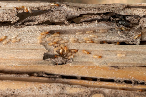 Best Commercial Pest Control Services  in Demopolis, AL