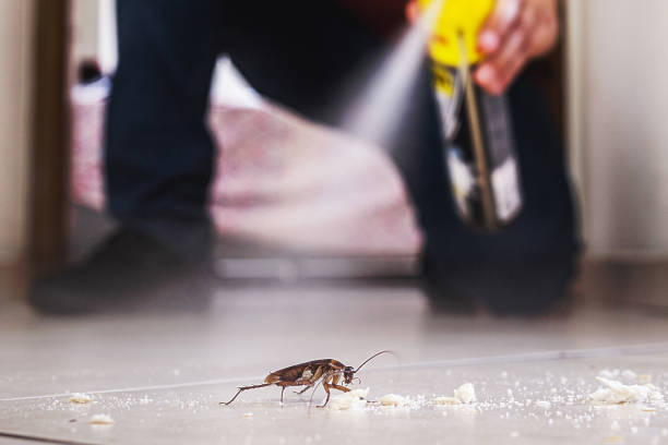 Best Rat Extermination Near Me  in Demopolis, AL
